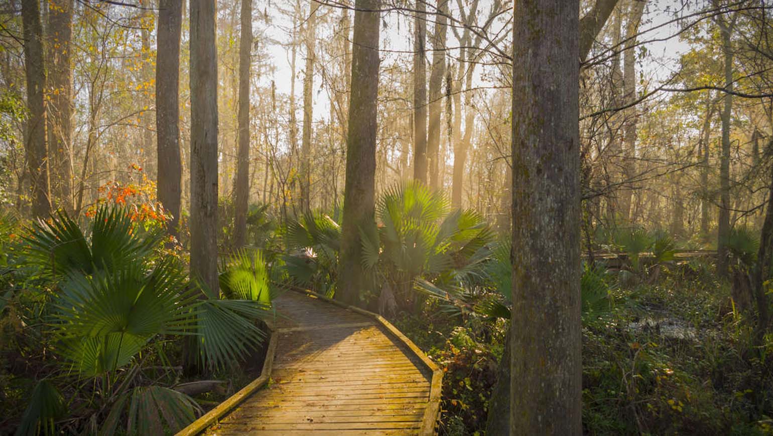 Marshes and Lakes: A Comprehensive Exploration of New Orleans Nature Park